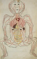 Per 129, f.20b Die menschlichen inneren Organe und das Kreislaufsystem, Illustration aus Tashrih al-badan